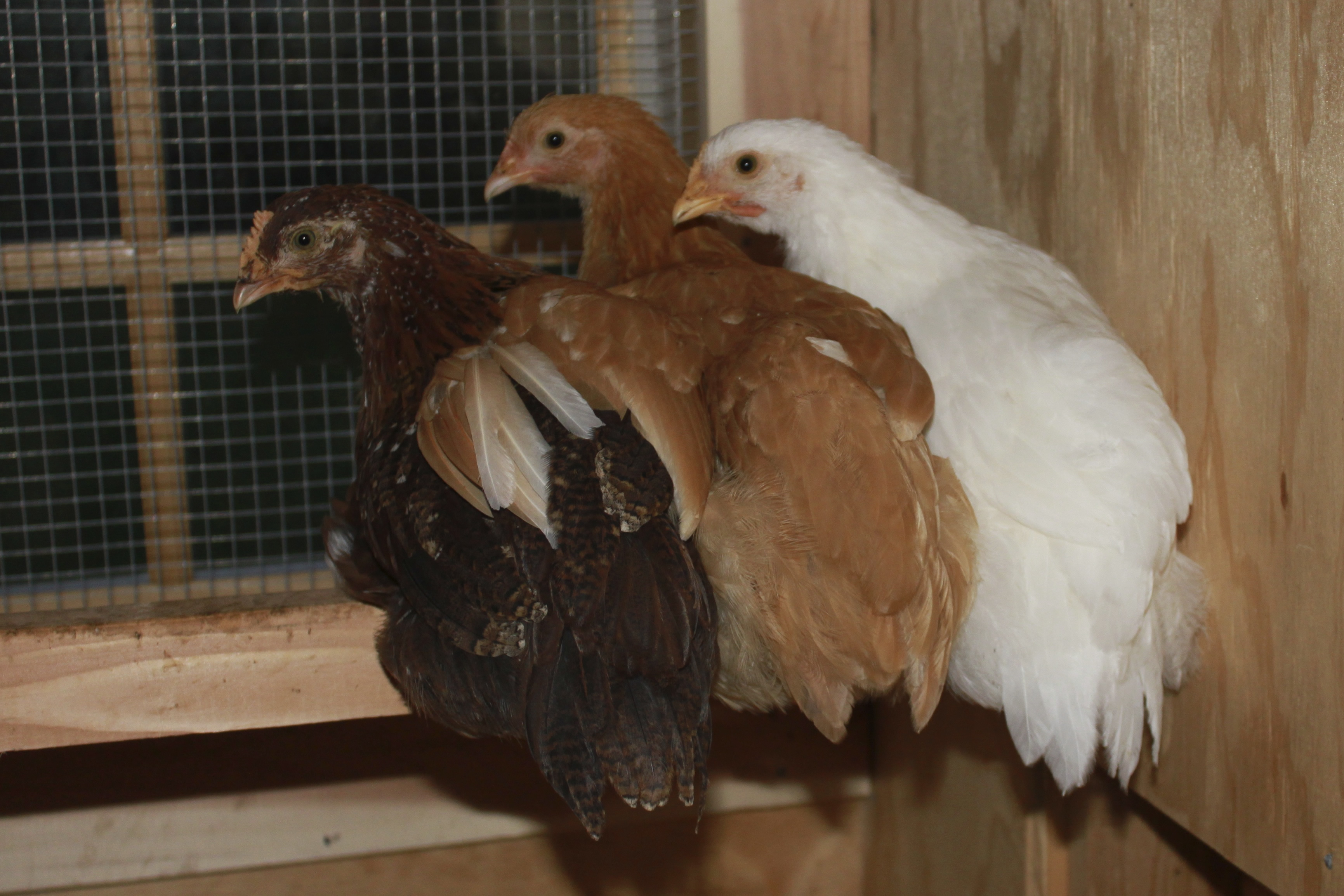 Backyard Chickens in the Chicago Suburbs