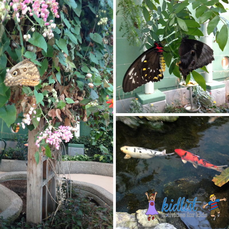 Peggy Notebaert Nature Museum in Chicago - photos of butterflies and koi fish in a pond