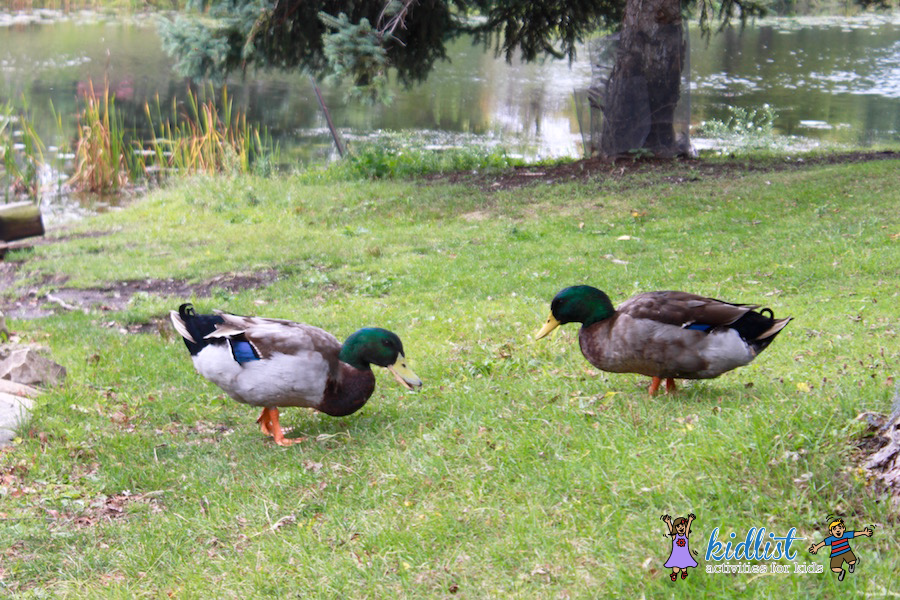 [Image: Lake-Katherine-Nature-Center-Ducks.png]