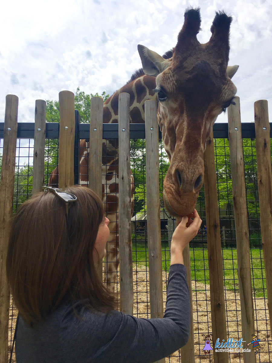 Feed Giraffes and Meet Penguins at Brookfield Zoo