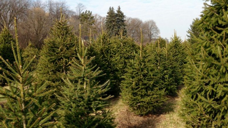 Christmas Tree Farm