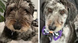 nylabone birthday bone